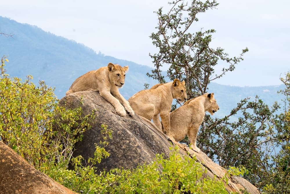 Tsavo National Park Lions